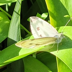 Pieris rapae at Nambucca Heads, NSW - 31 Oct 2022 08:38 AM