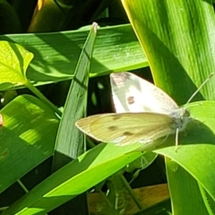 Pieris rapae at Nambucca Heads, NSW - 31 Oct 2022 08:38 AM