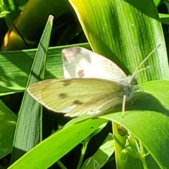 Pieris rapae at Nambucca Heads, NSW - 31 Oct 2022