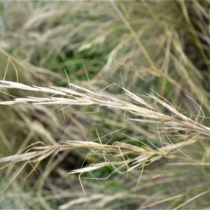 Austrostipa stipoides at Shell Cove, NSW - 31 Oct 2022 04:32 PM