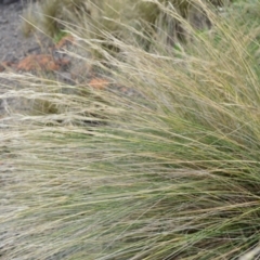 Austrostipa stipoides at Shell Cove, NSW - 31 Oct 2022 04:32 PM