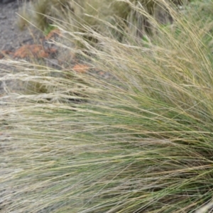 Austrostipa stipoides at Shell Cove, NSW - 31 Oct 2022 04:32 PM