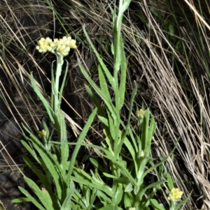 Pseudognaphalium luteoalbum at Shell Cove, NSW - 31 Oct 2022 04:35 PM