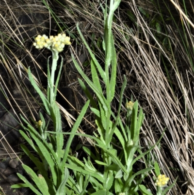 Pseudognaphalium luteoalbum (Jersey Cudweed) at Shell Cove, NSW - 31 Oct 2022 by plants