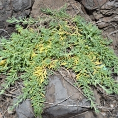 Enchylaena tomentosa (Ruby Saltbush) at Shell Cove, NSW - 31 Oct 2022 by plants