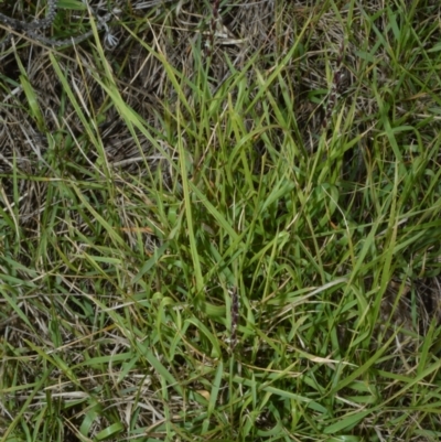 Zoysia macrantha (Prickly Couch) at Shell Cove, NSW - 31 Oct 2022 by plants