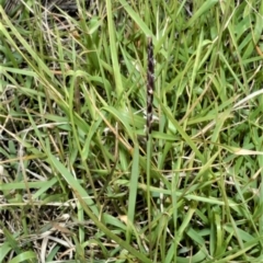 Zoysia macrantha at Shell Cove, NSW - 31 Oct 2022 04:41 PM