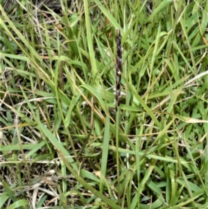 Zoysia macrantha at Shell Cove, NSW - 31 Oct 2022 04:41 PM