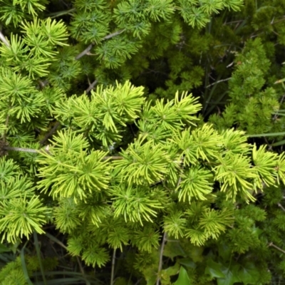 Asparagus macowanii var. zuluensis (Ming Asparagus Fern) at Shell Cove, NSW - 31 Oct 2022 by plants