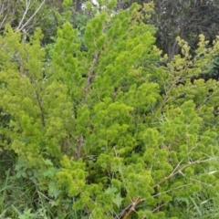 Asparagus macowanii var. zuluensis at Shell Cove, NSW - 31 Oct 2022