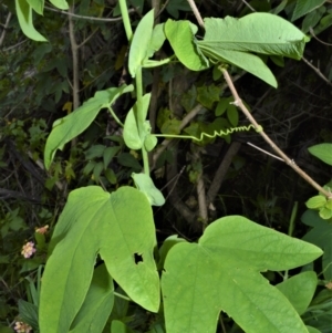 Passiflora subpeltata at Shell Cove, NSW - 31 Oct 2022