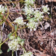 Poranthera microphylla (Small Poranthera) at Gundaroo, NSW - 28 Oct 2022 by Gunyijan