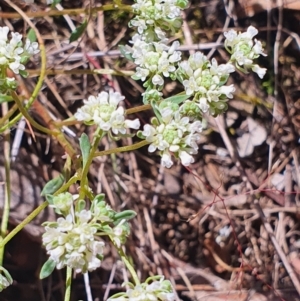 Poranthera microphylla at Gundaroo, NSW - 29 Oct 2022 10:53 AM