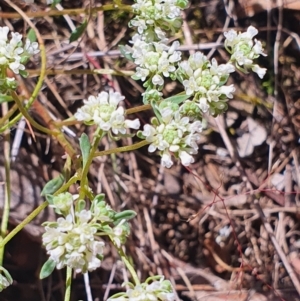 Poranthera microphylla at Gundaroo, NSW - 29 Oct 2022