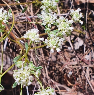 Poranthera microphylla (Small Poranthera) at Gundaroo, NSW - 28 Oct 2022 by Gunyijan