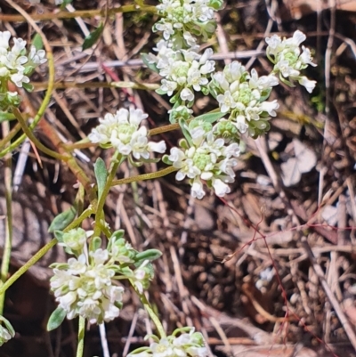 Poranthera microphylla (Small Poranthera) at Gundaroo, NSW - 29 Oct 2022 by Gunyijan