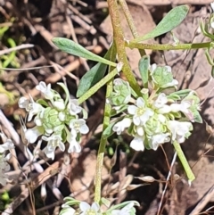 Poranthera microphylla at Gundaroo, NSW - 29 Oct 2022 10:53 AM