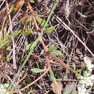 Poranthera microphylla at Gundaroo, NSW - 29 Oct 2022 10:53 AM