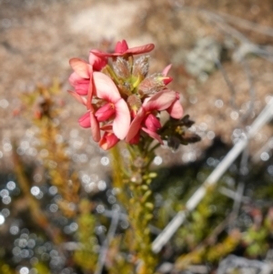 Dillwynia sericea at Tennent, ACT - 27 Oct 2022