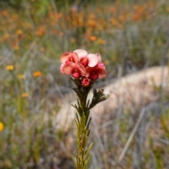 Dillwynia sericea at Tennent, ACT - 27 Oct 2022