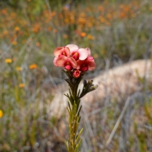 Dillwynia sericea at Tennent, ACT - 27 Oct 2022