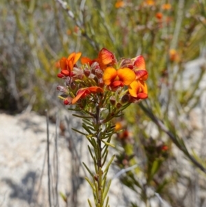 Dillwynia sericea at Tennent, ACT - 27 Oct 2022