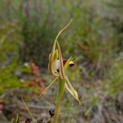 Caladenia parva (Brown-clubbed Spider Orchid) at Tennent, ACT - 27 Oct 2022 by RobG1