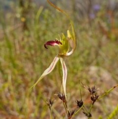 Caladenia parva at Tennent, ACT - 27 Oct 2022