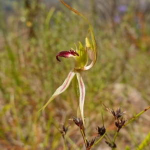 Caladenia parva at Tennent, ACT - suppressed