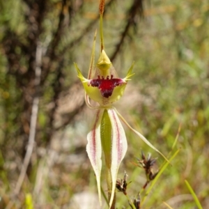 Caladenia parva at Tennent, ACT - suppressed