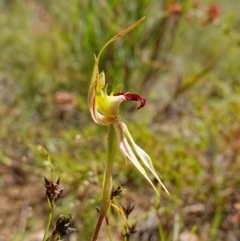 Caladenia parva at Tennent, ACT - suppressed