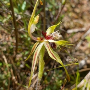 Caladenia parva at Tennent, ACT - suppressed