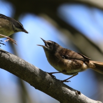 Sericornis frontalis (White-browed Scrubwren) at Fyshwick, ACT - 29 Oct 2022 by RodDeb