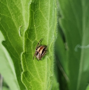 Araneinae (subfamily) at Gundaroo, NSW - 29 Oct 2022 12:58 PM