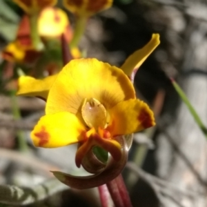 Diuris semilunulata at Tennent, ACT - suppressed