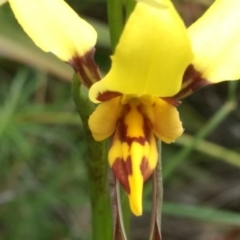 Diuris sulphurea (Tiger Orchid) at Tennent, ACT - 30 Oct 2022 by BarrieR