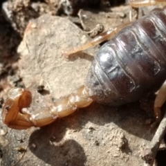 Urodacus manicatus at Kambah, ACT - 25 Oct 2022 09:35 AM