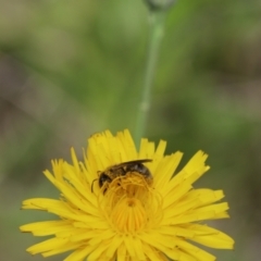 Lasioglossum (Chilalictus) sp. (genus & subgenus) (Halictid bee) at Murrumbateman, NSW - 30 Oct 2022 by amiessmacro