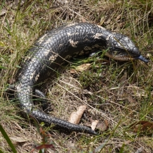 Tiliqua nigrolutea at Mount Fairy, NSW - 28 Oct 2022