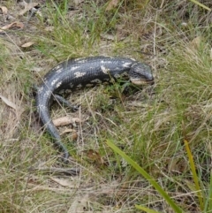 Tiliqua nigrolutea at Mount Fairy, NSW - suppressed