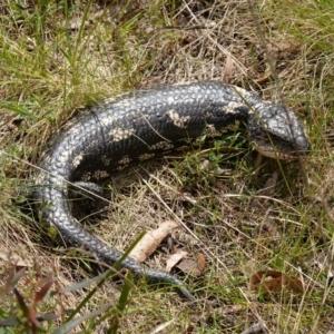 Tiliqua nigrolutea at Mount Fairy, NSW - 28 Oct 2022