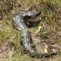 Tiliqua nigrolutea at Mount Fairy, NSW - 28 Oct 2022