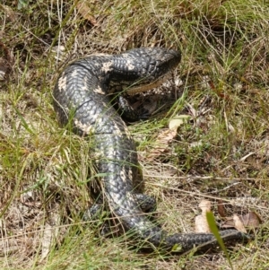 Tiliqua nigrolutea at Mount Fairy, NSW - 28 Oct 2022