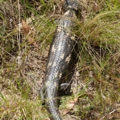 Tiliqua nigrolutea at Mount Fairy, NSW - 28 Oct 2022