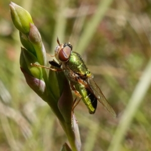 Odontomyia decipiens at Mount Fairy, NSW - suppressed