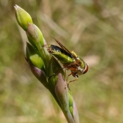 Odontomyia decipiens at Mount Fairy, NSW - suppressed