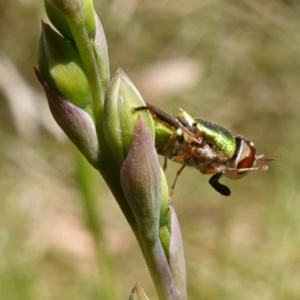 Odontomyia decipiens at Mount Fairy, NSW - suppressed