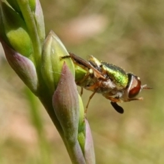 Odontomyia decipiens at Mount Fairy, NSW - suppressed