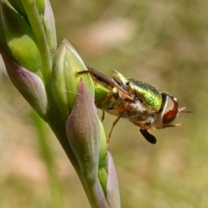 Odontomyia decipiens at Mount Fairy, NSW - suppressed