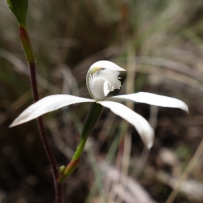 Caladenia dimorpha at Mount Fairy, NSW - 27 Oct 2022 by RobG1